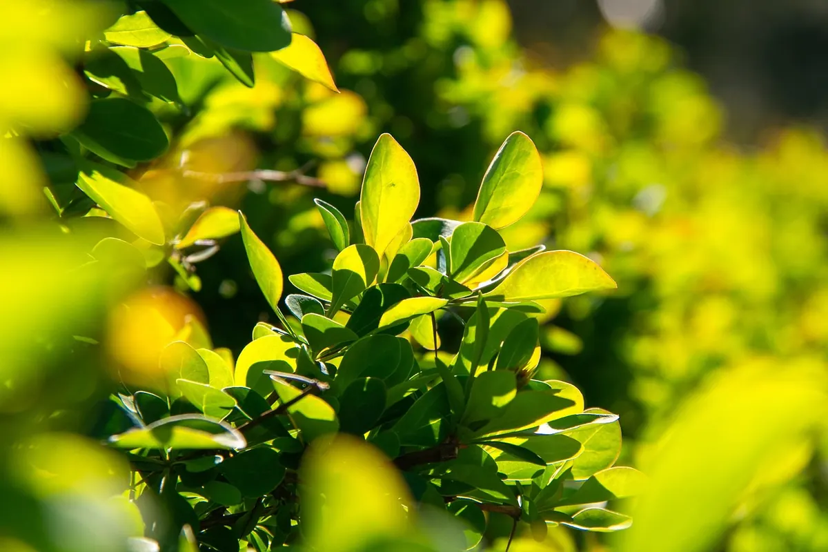 A Year in Your Wildlife Garden: Month-by-Month Jobs Checklist