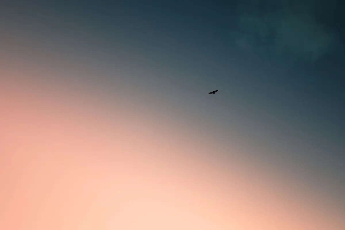 Bats in Your Roof: What UK Law Says and Who to Contact