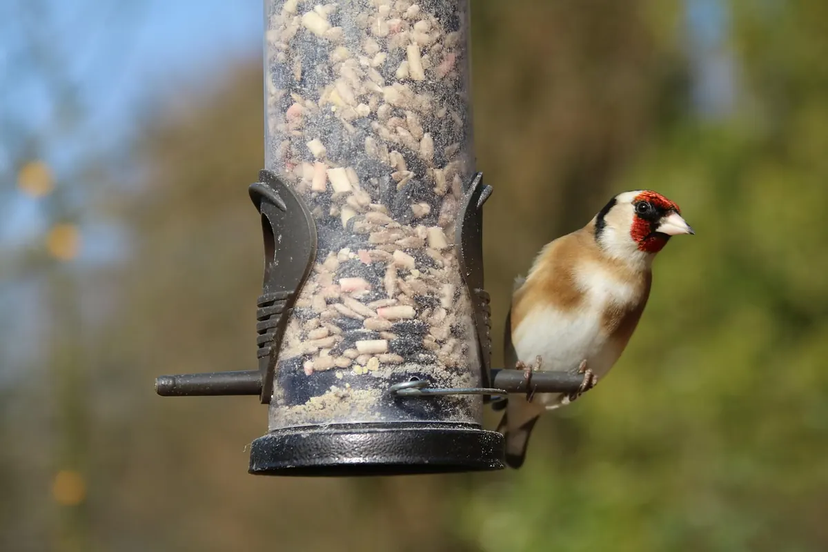 Five Common Mistakes When Feeding Garden Birds (And How to Avoid Them)