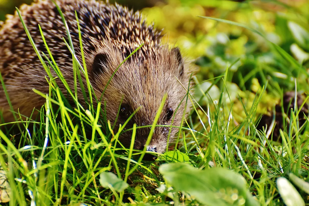 Hedgehogs in Your Garden: A Beginner's Guide to Helping Them Thrive