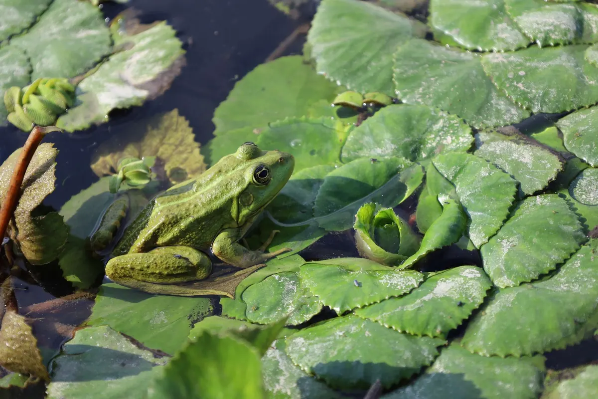 How to Build a Wildlife Pond That Actually Attracts Frogs, Newts and Dragonflies