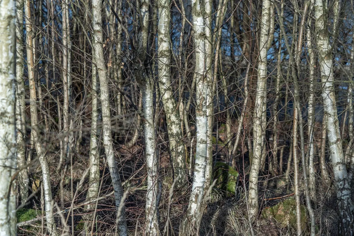 How to Identify British Trees by Bark in Winter