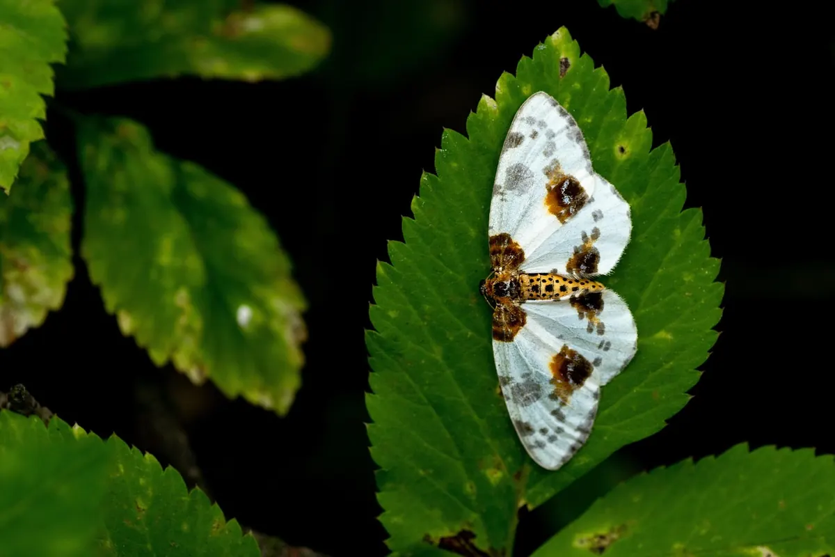 How to Join a Wildlife Recording Scheme: From Garden Moth Count to County Recorder