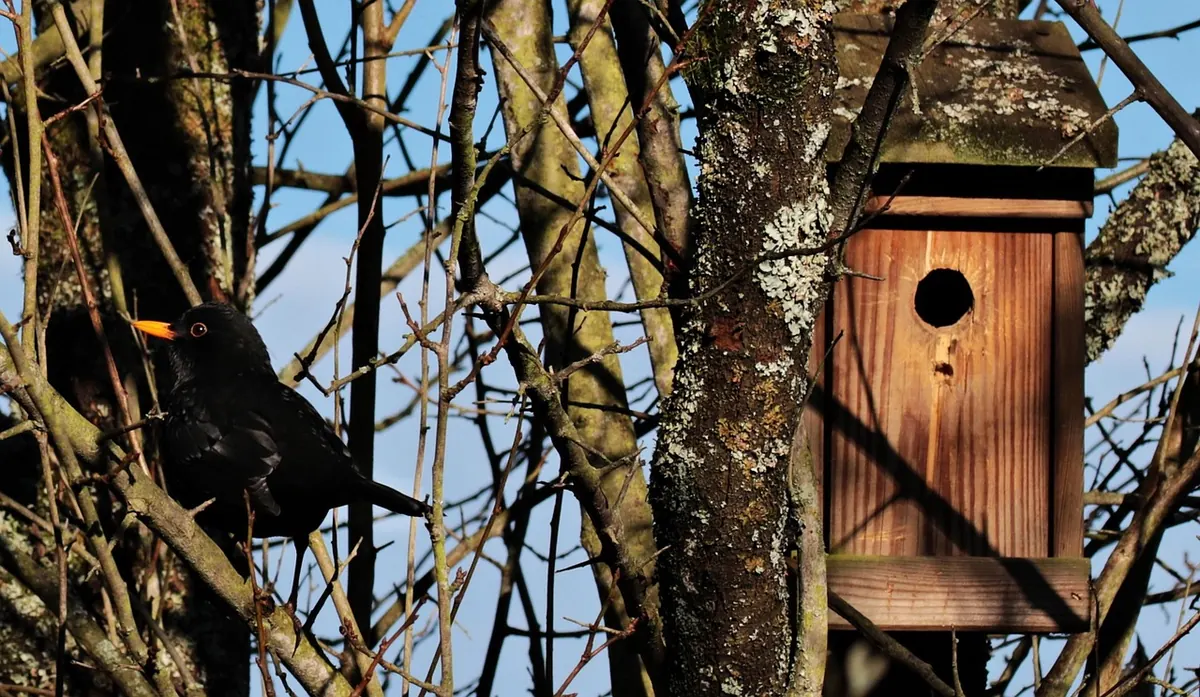 Nest Box Hole Sizes Compared: Which Box Attracts Which British Bird